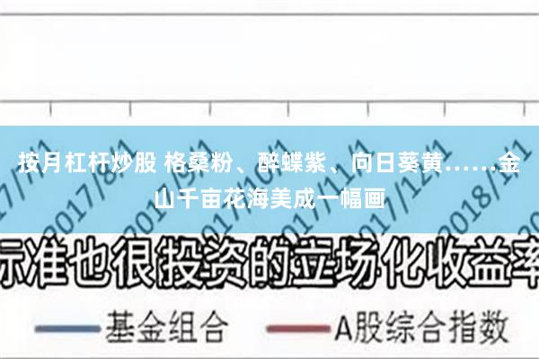 按月杠杆炒股 格桑粉、醉蝶紫、向日葵黄……金山千亩花海美成一幅画